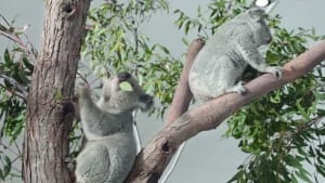 Springtime means koala mating season and discount Volkswagens